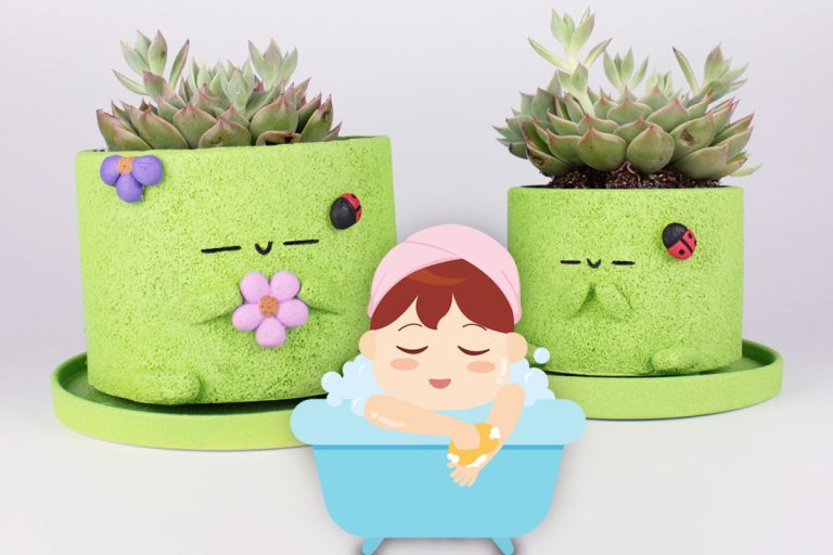 Mejores plantas para el baño